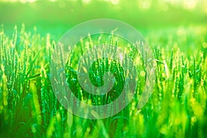 The morning sun on the wheat