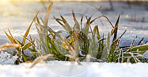 Morning sunbeams on a frosty leaf of winter wheat growing in spring from under the snow