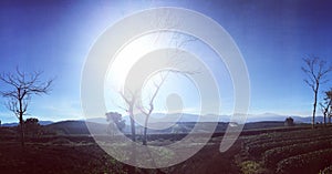 Morning in the sungate