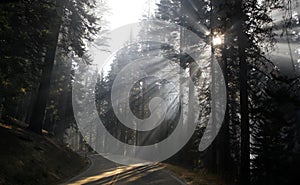 Morning sunlight beams passing through redwood trees on foggy road. Redwood trees in the morning fog and mist