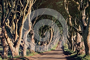 Morning sunlight in beech alley The Dark Hedges, County Antrim in Northern Ireland, UK