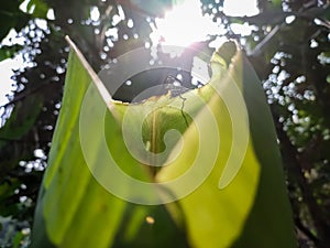 Morning sunlight fall on a small growing banana leaf close-up macro shot