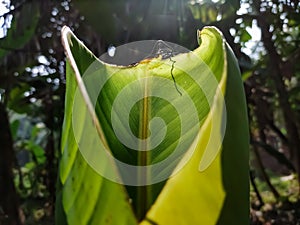 Morning sunlight fall on a small growing banana leaf close-up macro shot