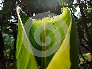 Morning sunlight fall on a small growing banana leaf close-up macro shot