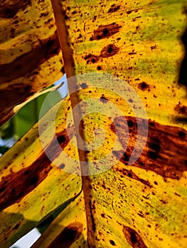 Morning sunlight lighted a old half dry banana leaf close-up macro shot in the morning