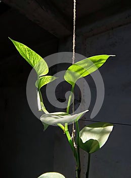 Morning sunlight on money plant leaves