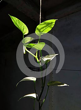 Morning sunlight on money plant leaves