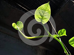 Morning sunlight on money plant leaves