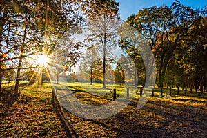 Morning Sunlight In Park