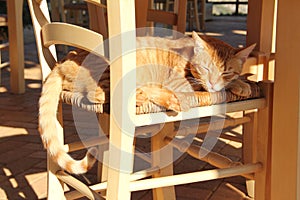 A morning sunlight on the sleeping red cat. Cute red-white cat basking in the sun on the wicker wooden chair