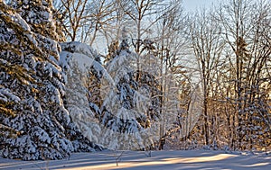 Morning sunlight streaming through forest onto snow