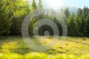 Fir tree forest glade with morning sunrays