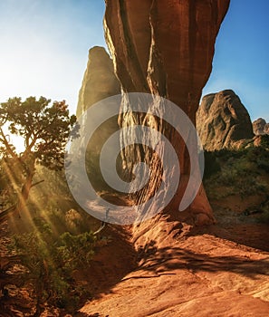 Morning sunrays Filter Through a Pine