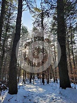 Morning sunrise dawn sunlight streaming through Evergreen Pine trees onto snow covered forest woods floor in winter