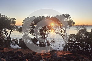 Morning sunrise through the mangroves at Wellington Point Qld, red soil in beach.