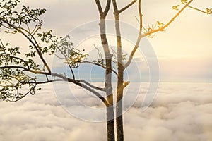 Morning sunrise with sea mist with blue sky and tree backgroun