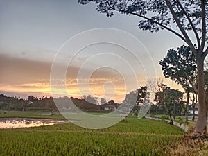 morning sunrise in a village rice fields