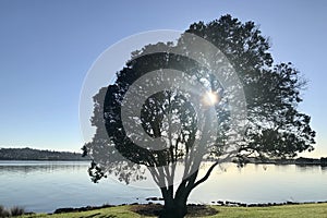 The morning sunshine through the heart of the tree.