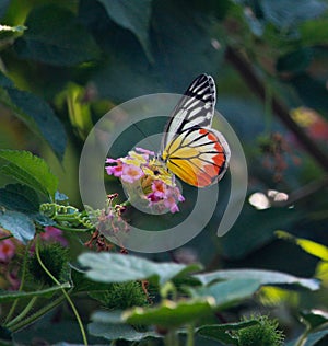 Morning sunshine lit beautiful orange yellow black white feeding butterfly