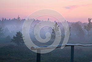 Morning on the swamp