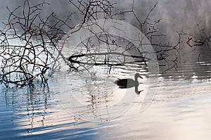 Morning in the swamp, marsh. Duck swimming, early morning