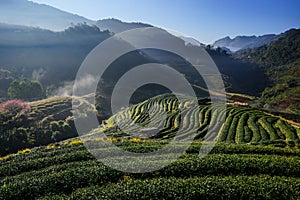 Morning at Tea plantation Doi Angkhang. photo