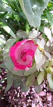 Morning Time, Pink Rose, Water Drops
