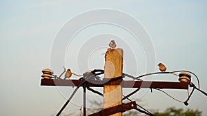 Morning time, Small sparrows finding out the suitable place for nest on the electricity pole