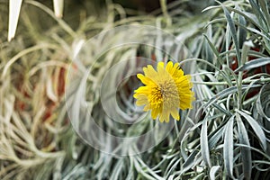 Morning time sunshine crashing yellow forest flower blossom in f