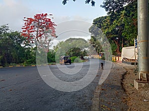 Morning time weau red flowe tree