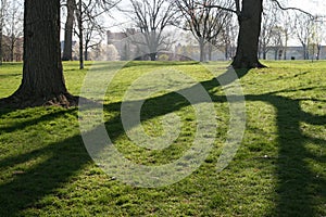 Morning Tree Shadows