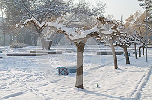 In the morning, trees and benches in the snow in the park