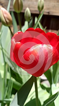 Morning tulips vibrate red photo
