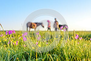 In the morning, two horses are on the grassland