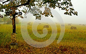 Morning in the Valley