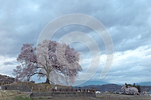 Morning view of beautiful Wanitsuka Sakura  cherry tree  standing alone in the rural area of Nirasaki City with village
