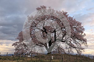 Morning view of beautiful Wanitsuka Sakura  cherry tree  standing alone in the rural area of Nirasaki City with village in the b