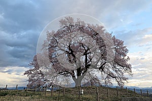 Morning view of beautiful Wanitsuka Sakura  cherry tree  standing alone in the rural area of Nirasaki City with village in the b