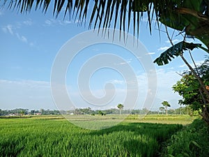 Morning view behind the house