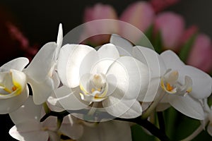 Bouquet of beautiful white  orchids in early spring as a postcard or picture with nice flowers