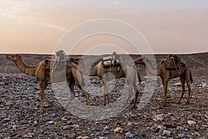 Morning view of a camel caravan in Hamed Ela, Afar tribe settlement in the Danakil depression, Ethiopia. This caravan