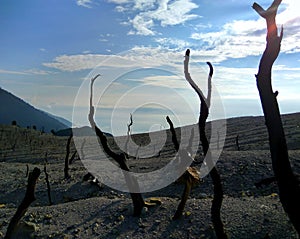 Morning View at dead forest papandayan mountain