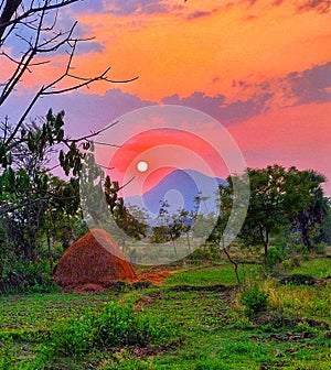The morning view of green forest. photo