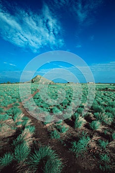 Morning view on the island of kenawa with blue sky and green grass photo