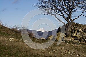 Morning view of Mount Mkinvartsveri (Kazbek) from the territory of the Jvari monastery. Tree without leaves on rocks
