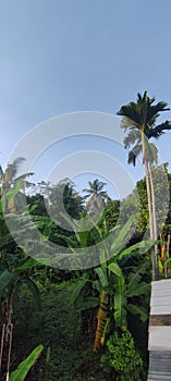 Morning view from myhome tree natural green