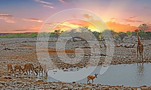 Morning View in Okaukeujo - Etosha National Park