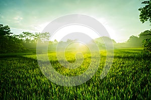 Morning view of paddy field in Indonesia Country