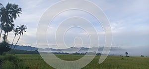 morning view in the rice fields in Barru