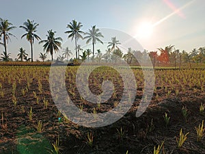 The morning view of the rice fields with rice plants and coconut trees as a complement